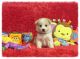 Pomeranian Puppies for sale in Joint Base Andrews, MD 20762, USA. price: $400