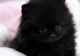 Pomeranian Puppies for sale in New York Ranch Rd, Jackson, CA 95642, USA. price: NA