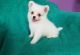 Pomeranian Puppies for sale in Charlotte center city, Charlotte, NC 28202, USA. price: NA