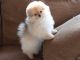 Pomeranian Puppies for sale in Memphis, TN, USA. price: $200