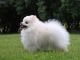 Pomeranian Puppies for sale in Memphis, TN, USA. price: $320