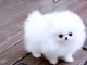 Pomeranian Puppies for sale in Memphis, TN, USA. price: $320