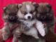 Pomeranian Puppies for sale in Memphis, TN, USA. price: $250