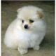 Pomeranian Puppies for sale in Memphis, TN, USA. price: $350