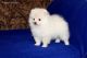 Pomeranian Puppies for sale in New York, IA 50238, USA. price: NA