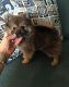 Pomeranian Puppies for sale in Powers Lake, ND 58773, USA. price: $500