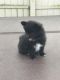 Pomeranian Puppies for sale in Frankfort, IN 46041, USA. price: NA
