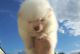 Pomeranian Puppies for sale in Addison, TX 75001, USA. price: NA