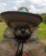 Pomeranian Puppies for sale in Bethel, OH 45106, USA. price: NA