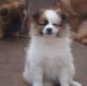 Pomeranian Puppies for sale in Altoona, PA, USA. price: $400