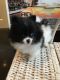 Pomeranian Puppies for sale in 103 Broadway, New York, NY 10025, USA. price: NA