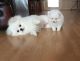 Pomeranian Puppies for sale in Belton Honea Path Hwy, Belton, SC 29627, USA. price: $500