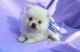 Pomeranian Puppies for sale in Lincoln, CA, USA. price: $400