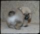 Pomeranian Puppies for sale in Arthur City, TX 75411, USA. price: NA