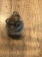 Pomeranian Puppies for sale in Birch Run, MI 48415, USA. price: $600