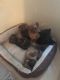 Pomeranian Puppies for sale in Danielsville, GA 30633, USA. price: NA