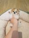 Pomeranian Puppies for sale in Memphis, TN 37501, USA. price: NA