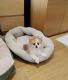 Pomeranian Puppies for sale in Memphis, TN 37501, USA. price: $300