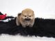 Pomeranian Puppies for sale in El Paso, TX, USA. price: $350