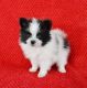 Pomeranian Puppies for sale in Hyattsville, MD, USA. price: NA