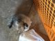 Pomeranian Puppies for sale in Elk Grove, CA, USA. price: NA