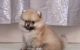 Pomeranian Puppies for sale in Marietta, GA, USA. price: $600