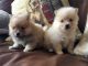 Pomeranian Puppies for sale in Palm Springs, CA, USA. price: NA