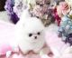Pomeranian Puppies for sale in Seattle, WA 98111, USA. price: NA