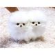 Pomeranian Puppies for sale in Washington Ave, St. Louis, MO, USA. price: $300