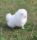 Pomeranian Puppies for sale in Washington Ave, St. Louis, MO, USA. price: NA