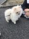 Pomeranian Puppies for sale in St. Petersburg, FL 33701, USA. price: NA
