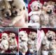 Pomeranian Puppies for sale in South Daytona, FL 32119, USA. price: $350