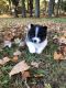 Pomeranian Puppies for sale in Troy, NY, USA. price: $800
