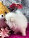 Pomeranian Puppies for sale in Traverse City, MI 49685, USA. price: NA
