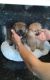 Pomeranian Puppies for sale in CA-1, Los Angeles, CA, USA. price: NA