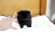Pomeranian Puppies for sale in Farmingdale, ME 04344, USA. price: NA