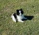 Pomeranian Puppies for sale in Fargo, ND, USA. price: $500