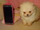 Pomeranian Puppies for sale in California Ave, South Gate, CA 90280, USA. price: NA
