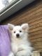 Pomeranian Puppies for sale in Coon Rapids, MN, USA. price: $650