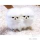 Pomeranian Puppies for sale in Wichita, KS 67226, USA. price: NA