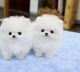 Pomeranian Puppies for sale in 300 Peachtree St NW, Atlanta, GA 30308, USA. price: NA