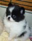 Pomeranian Puppies for sale in Nevada City, CA 95959, USA. price: NA