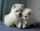 Pomeranian Puppies