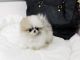 Pomeranian Puppies for sale in Redding, CA, USA. price: $450