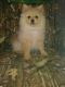 Pomeranian Puppies for sale in Guy, TX 77444, USA. price: NA