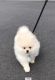 Pomeranian Puppies for sale in St. Petersburg, FL, USA. price: $400