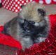 Pomeranian Puppies for sale in Ontario St, Kingston, ON, Canada. price: NA