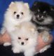 Pomeranian Puppies for sale in Charleston, WV, USA. price: NA