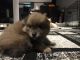 Pomeranian Puppies for sale in Mine Hill Township, NJ, USA. price: NA