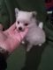 Pomeranian Puppies for sale in Swanton, OH 43558, USA. price: NA